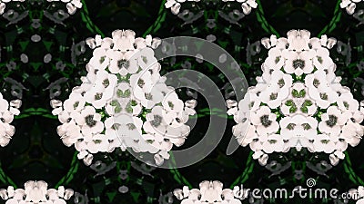 Abstract white flower photo pattern Stock Photo