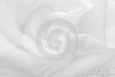 Abstract white and gray gradient background., A close-up and soft view of rose petals, white gradient background, abstract modern Stock Photo