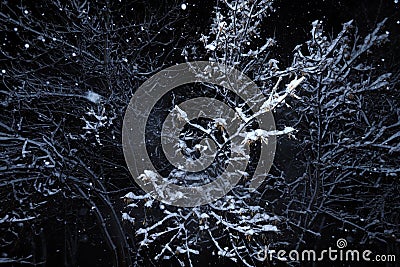 Abstract winter background at night. Black background. Stock Photo