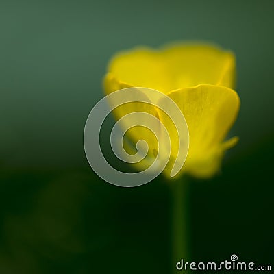 Abstract yellow Forest Buttercup flower Stock Photo