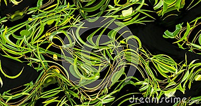 Abstract zigzag pattern with waves. Artistic image processing created by photo of bamboo Phyllostachys aureosulcata. Stock Photo