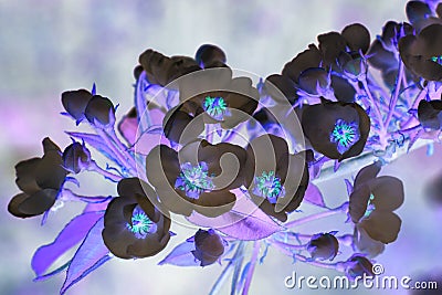 Abstraction. Dark, glum and glow. Flowering branch of tree. Trees blossom in early spring. Blooming spring garden. Flowers close- Stock Photo