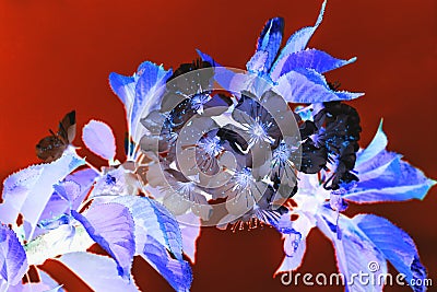 Abstraction. Dark, glum and glow. Blooming spring garden. Flowers close- Stock Photo