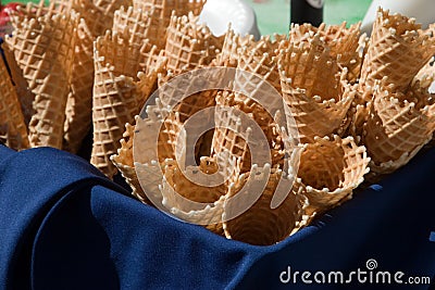 Abundance of Cones Stock Photo