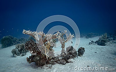 Abundance of small fish swimming in the sandy seabed of a tropical ocean Stock Photo