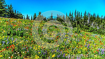 An abundance of wildflowers on Juniper Ridge in the high alpine Stock Photo