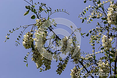 Abundant flowering acacia branch of Robinia pseudoacacia, false acacia, black locust close-up. Source of nectar for tender but Stock Photo