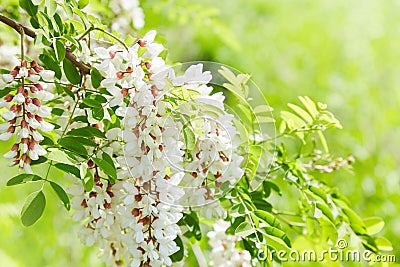 Abundant flowering acacia branch of Robinia pseudoacacia. Stock Photo