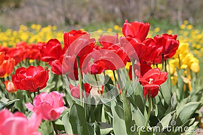 Abundant flowering of red tulips in spring. Field of tulip flowers Stock Photo