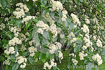 The abundant flowering of Swedish ripple Sorbus intermedia Ehrh. Pers.. Spring Stock Photo