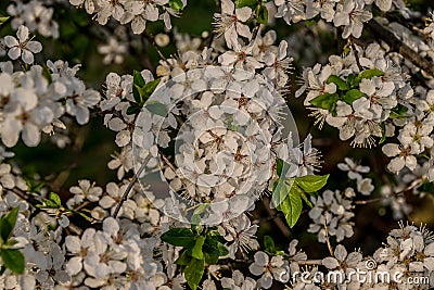 Abundant flowering of the tree in the middle of spring Stock Photo