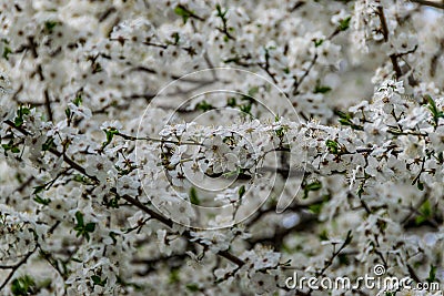 Abundant flowering of the tree in spring Stock Photo