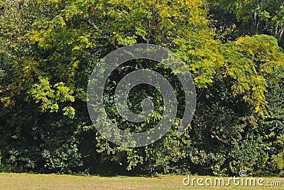 Abundant forest.which consists of many species of trees Stock Photo