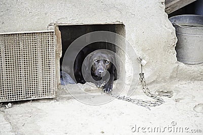 Abused dog Stock Photo