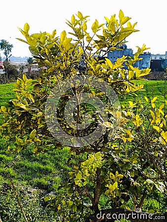 Abusive tree in indian farm with backround weatgrass Stock Photo