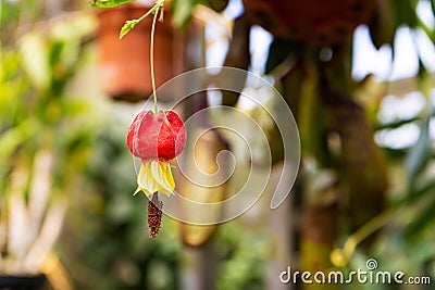 Abutilon megapotamicum flower Blossoming Redvein abutilon Abutilon pictum or Indian mallow ,Chinese-lantern with green leaf close Stock Photo