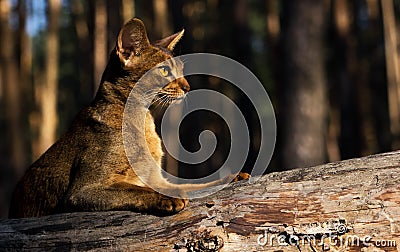 Abyssinian calm cat outdoors lying on tree trunk Stock Photo