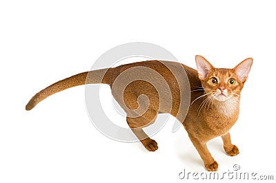 Abyssinian cat Stock Photo