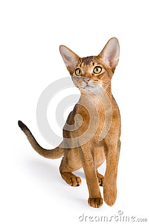 Abyssinian cat Stock Photo