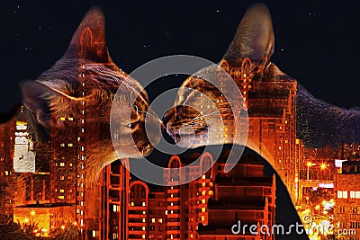 Abyssinian cat on the background of night city, double exposure Stock Photo