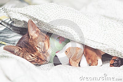 Abyssinian Cat in bedclothes sick, sleeping embracing a toy under Stock Photo