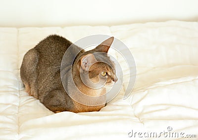 Abyssinian cat. Close up portrait of blue abyssinian female cat, sitting on white blanket. Pretty cat on white background. Cute Stock Photo