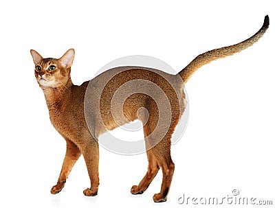 Abyssinian cat isolated on white background Stock Photo