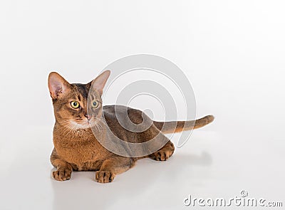 Abyssinian cat with long tail lying on the white background Stock Photo