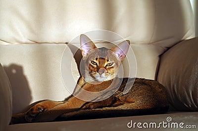 Abyssinian cat lying on the sofa Stock Photo