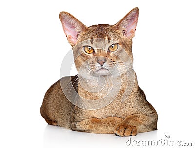 Abyssinian cat lying on a white background. Stock Photo