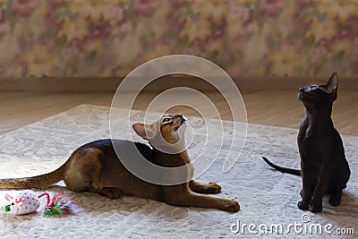 Abyssinian cat plays with toy long ears and short hair Stock Photo