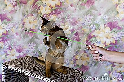 Abyssinian cat plays with toy long ears and short hair Stock Photo