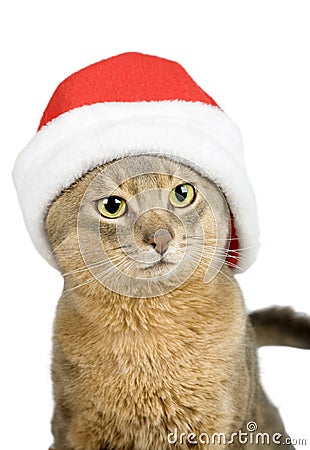 Abyssinian cat in Santa Claus hat Stock Photo