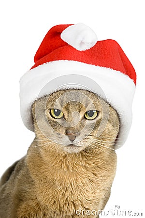 Abyssinian cat in Santa's hat isolated on white Stock Photo