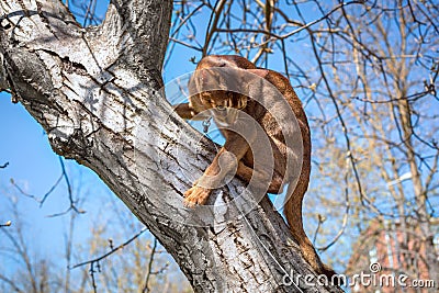 Abyssinian cat sitting on a tree log in the sun Stock Photo