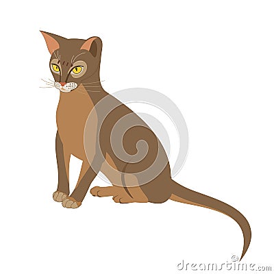 Abyssinian cat vector isolated illustration. Close up portrait of sitting blue abyssinian female cat Vector Illustration