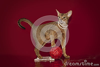 Abyssinian cat in white beads plays with a ball on a red background... Stock Photo