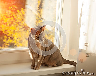 Abyssinian cat at window. Close up portrait of blue abyssinian female cat, sitting on windowsill Stock Photo