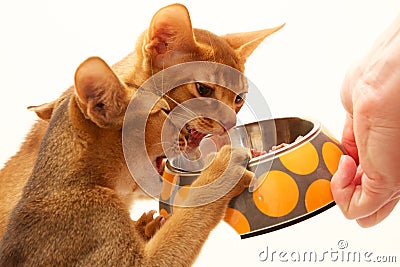 Abyssinian cats Stock Photo