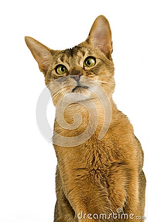 Abyssinian Domestic Cat, Portrait of Adult against White Background Stock Photo