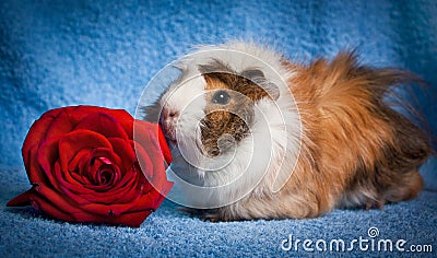 Abyssinian Guinea Pig Stock Photo