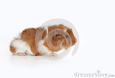 Abyssinian Guinea Pig (Cavia porcellus) Stock Photo