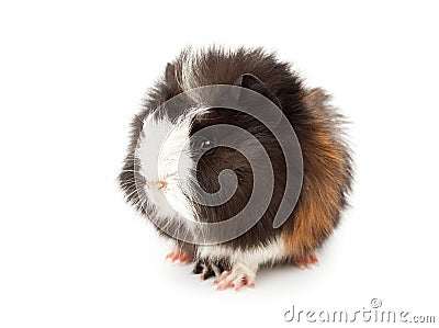 Abyssinian guinea pig, Cavia porcellus Stock Photo