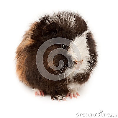 Abyssinian guinea pig, Cavia porcellus Stock Photo