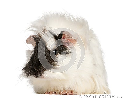 Abyssinian Guinea pig, Cavia porcellus, sitting Stock Photo