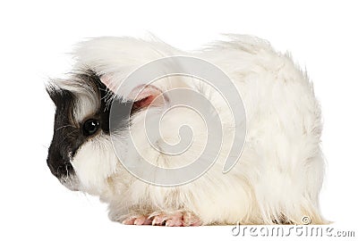 Abyssinian Guinea pig, Cavia porcellus, sitting Stock Photo