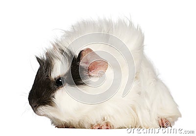 Abyssinian Guinea pig, Cavia porcellus, sitting Stock Photo