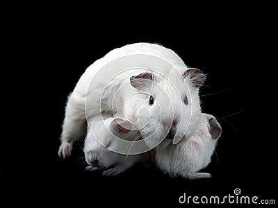 Abyssinian Guinea Pigs Stock Photo