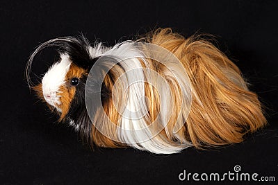 Abyssinian Guinea Pigs Cavia porcellus Stock Photo