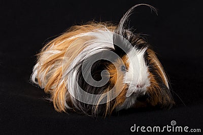 Abyssinian Guinea Pigs Cavia porcellus - Male Stock Photo